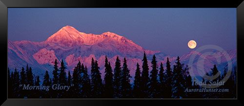 Morning Glory - Todd Salat art collectible - Main Image 2