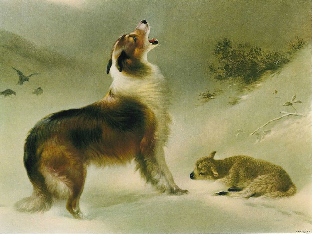 Flatlanders - Paramount Theater