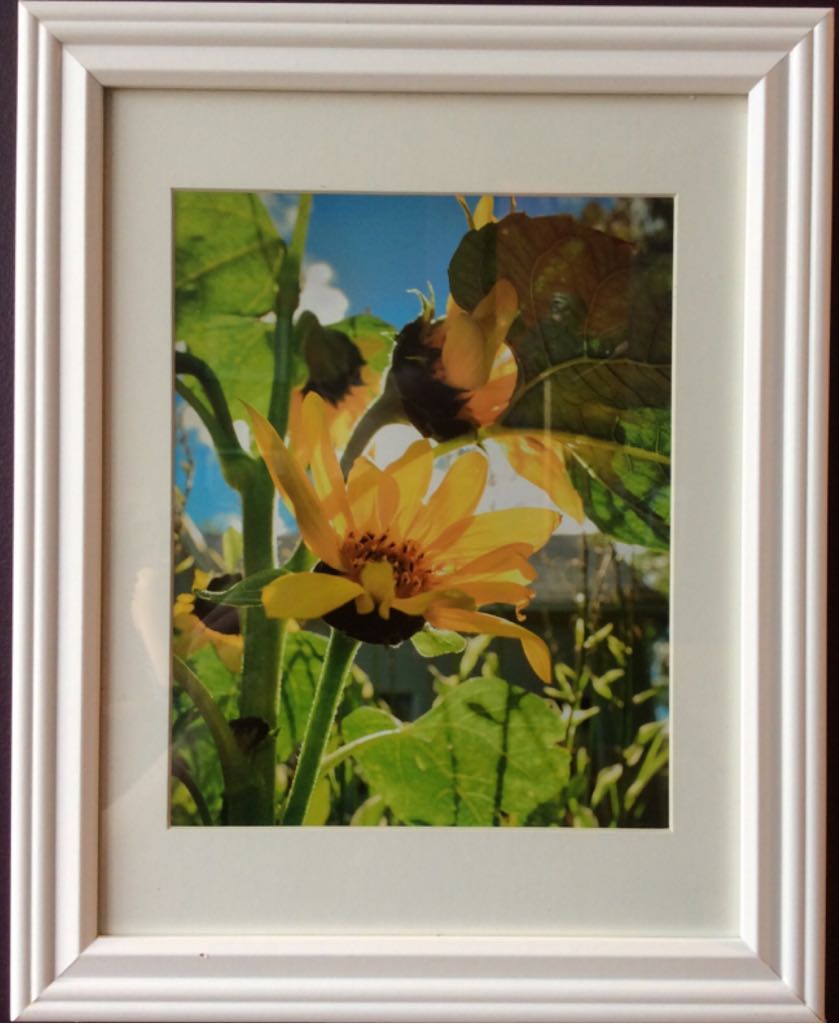 Sunflower Painting