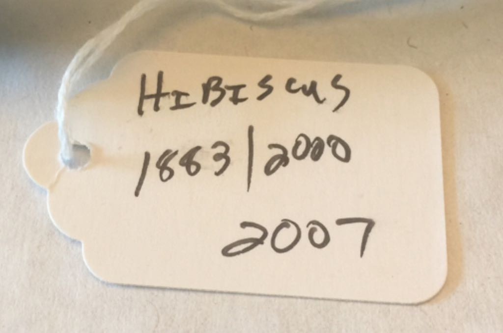 Hibiscus - Tim Cotterill art collectible - Main Image 2