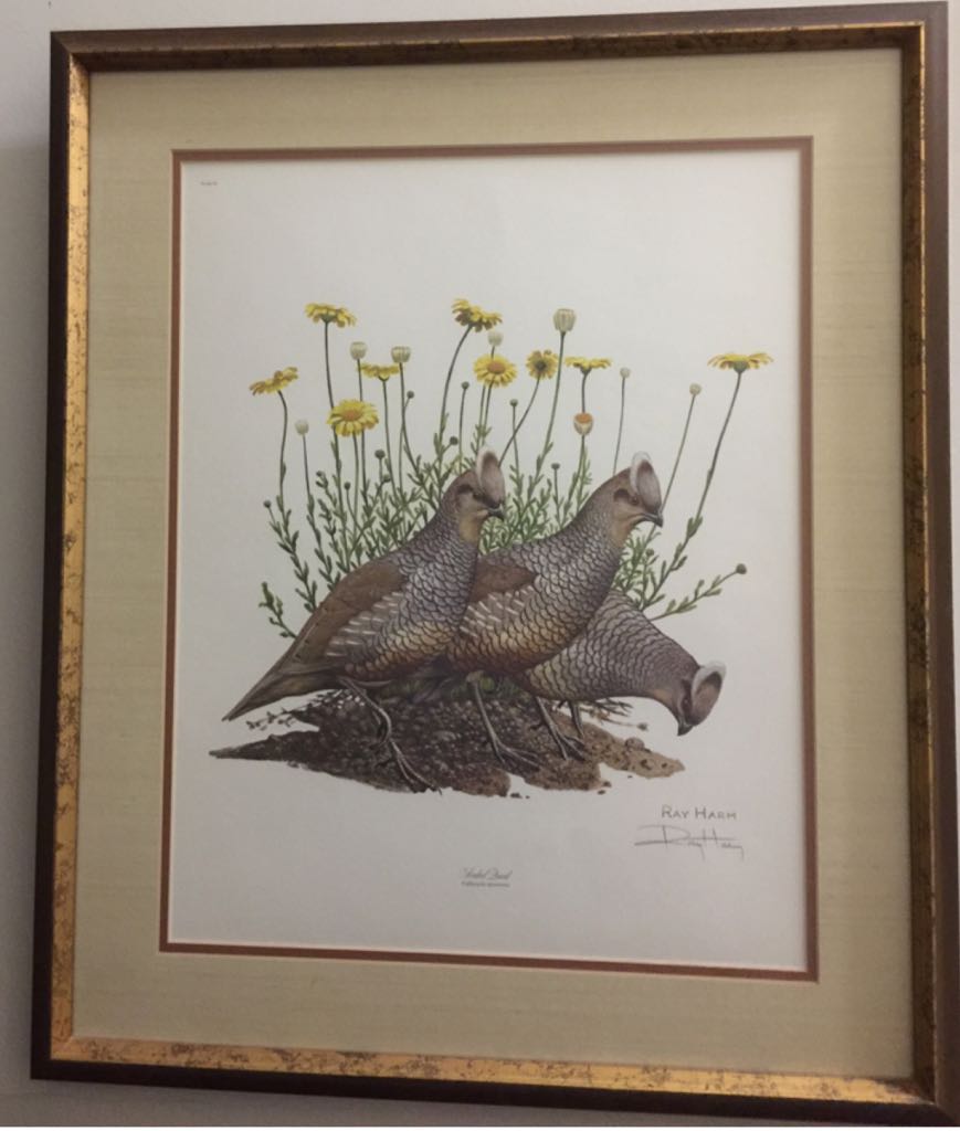 Scaled Quail Callipepla squamata - Ray Harm art collectible - Main Image 1