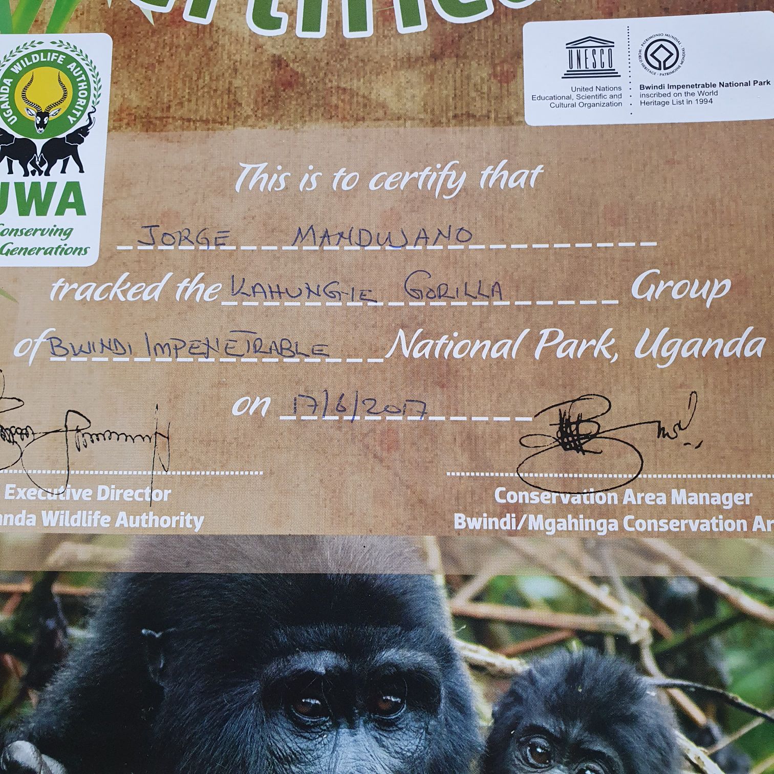 Gorila Tracking Certificate - Jorge Mandujano art collectible - Main Image 2