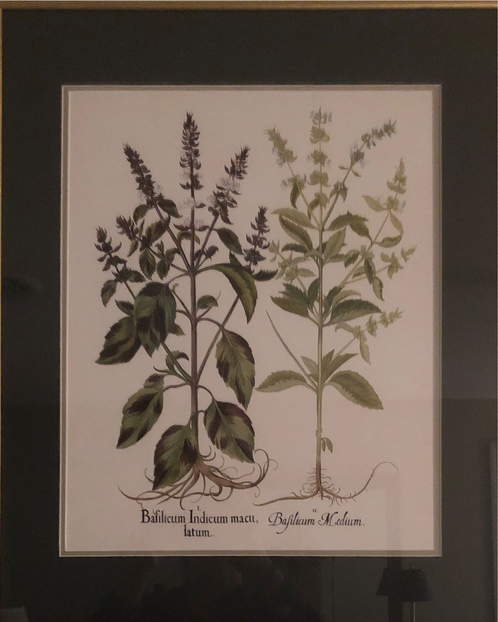 Bafilicum indicum Maca Latum - Artist Unknown art collectible - Main Image 1