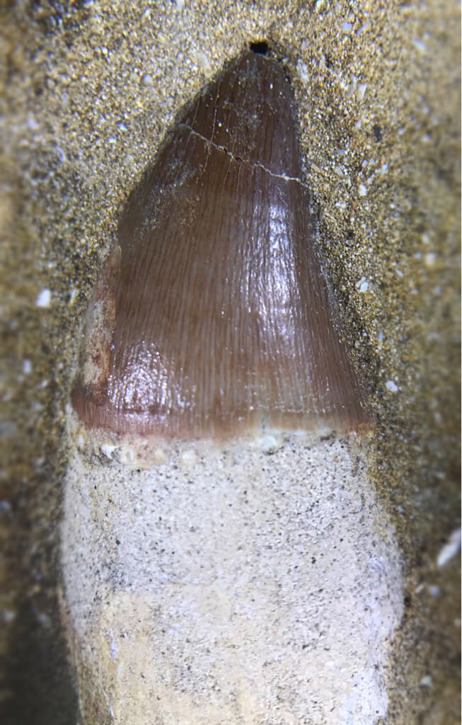 Mosasaur Tooth (100,000,000 Years Old) - Fossil art collectible - Main Image 2