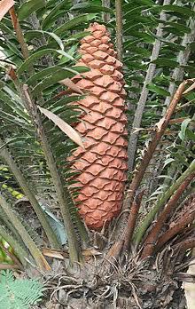 Dinosaur Food (Cycad) 67,000,000 Years Old - Historical art collectible - Main Image 2
