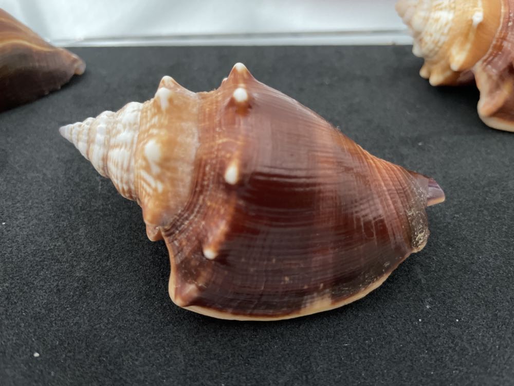 Florida Fighting Conch  art collectible - Main Image 2