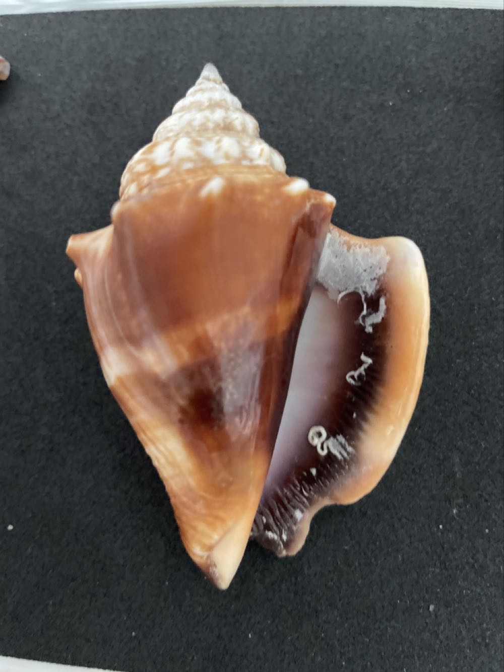 Florida Fighting Conch  art collectible - Main Image 3