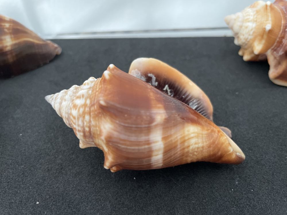 Florida Fighting Conch  art collectible - Main Image 4