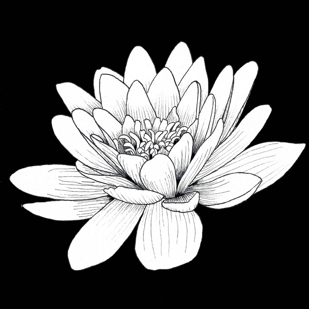 Cherry Blossom Flower