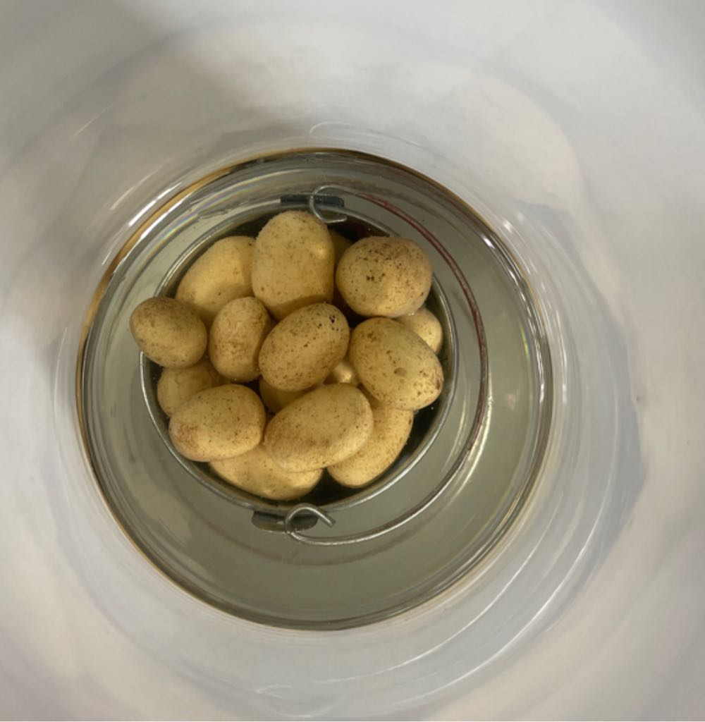 Objekte - Eingüsse : Eimer voll Kartoffeln als Vase / Prototyp - Alexander Scholz art collectible - Main Image 2