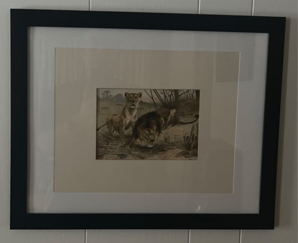 1893 Lion and Lioness Original Antique Print - Natural History - - Alfred Edmond Brehm art collectible - Main Image 2