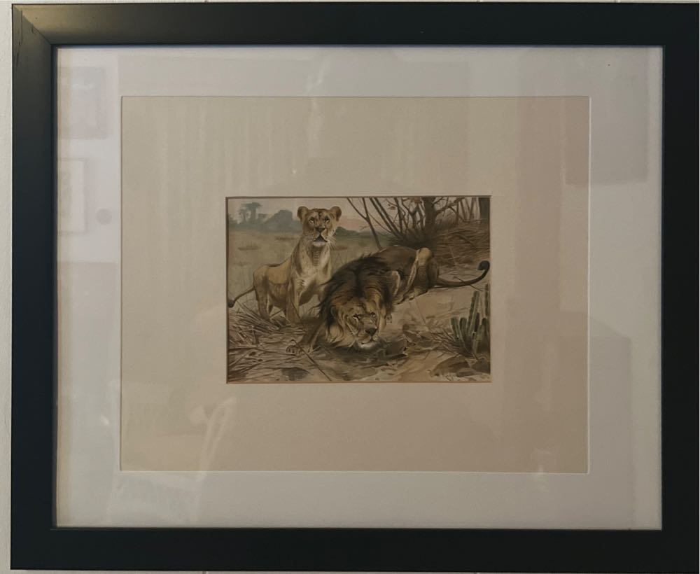 1893 Lion and Lioness Original Antique Print - Natural History - - Alfred Edmond Brehm art collectible - Main Image 3