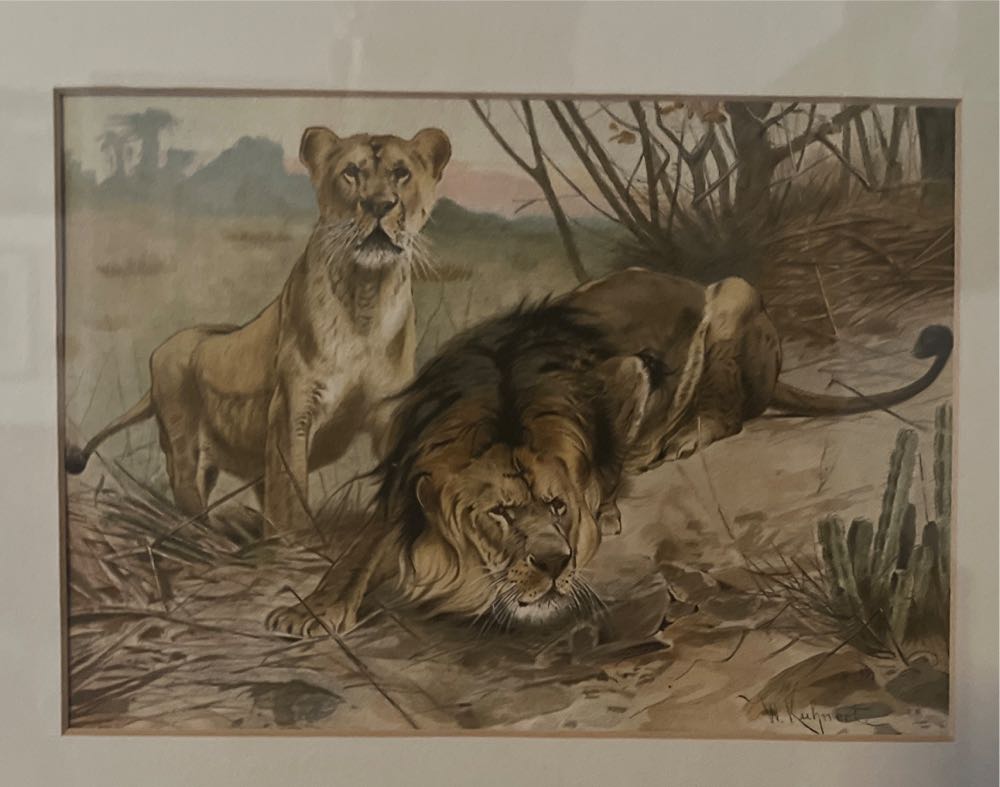 1893 Lion and Lioness Original Antique Print - Natural History - - Alfred Edmond Brehm art collectible - Main Image 4