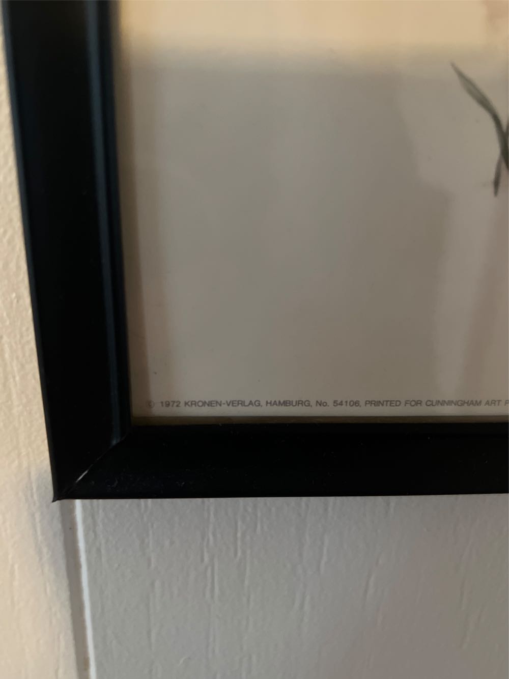 Lion Lion Panthera Leo Color Print from 1959 Big Cats Zoology  art collectible - Main Image 2