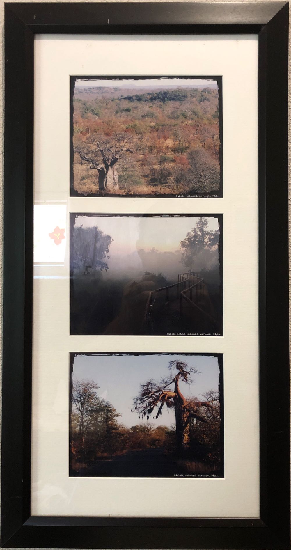 Kruger Park Trio - Sven Vrdoljak art collectible - Main Image 2