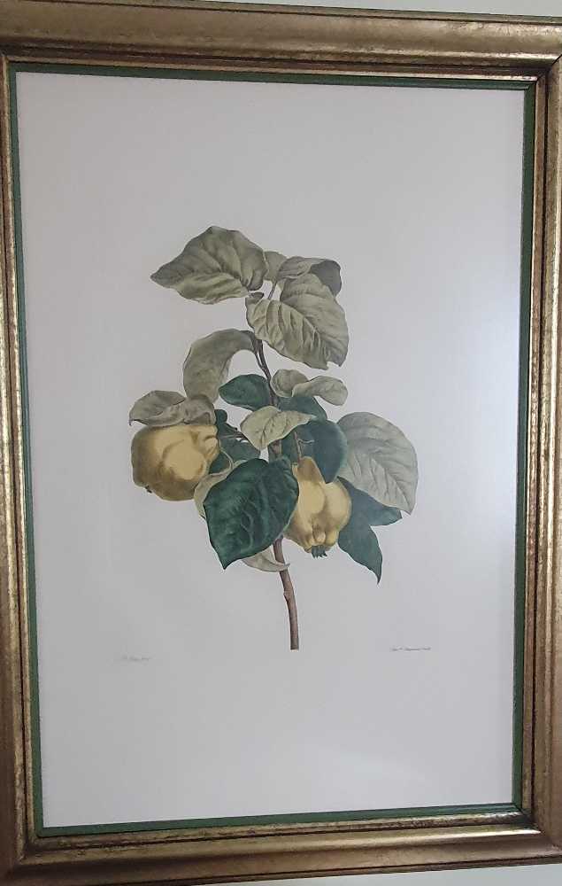 Quince Fruit - Pancrace Bessa art collectible - Main Image 2