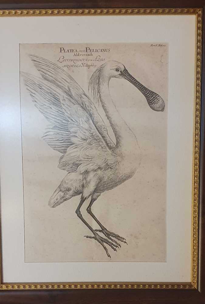 Platea sive Pelicanus - Jacob Houbraken art collectible - Main Image 2