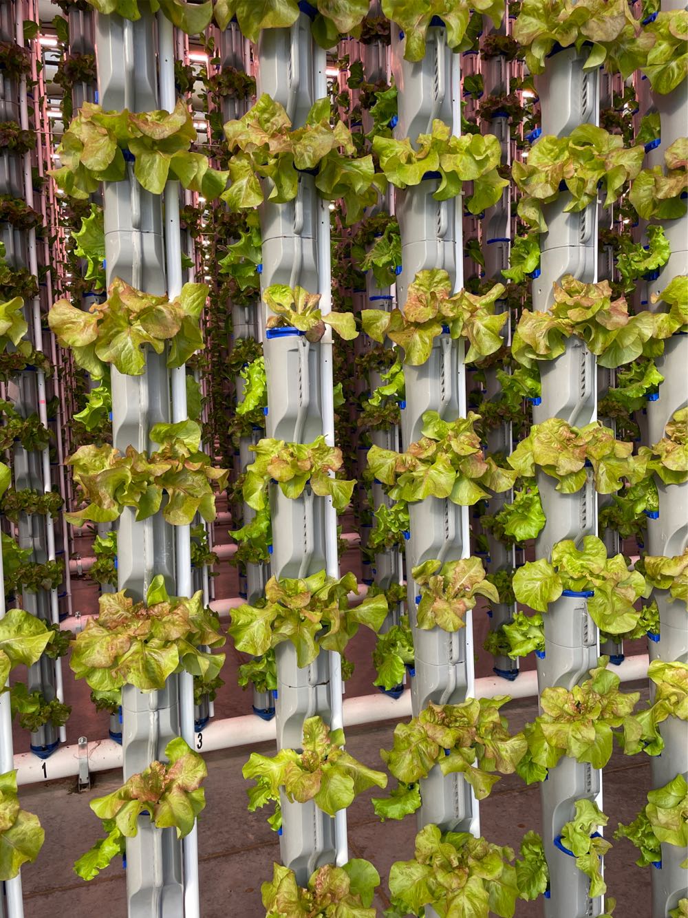 folksy Floral Tulip Frames