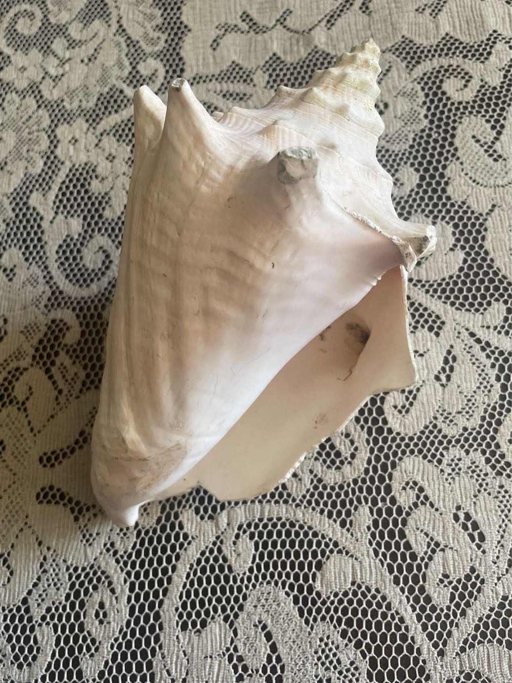 Conch Shell  art collectible - Main Image 2