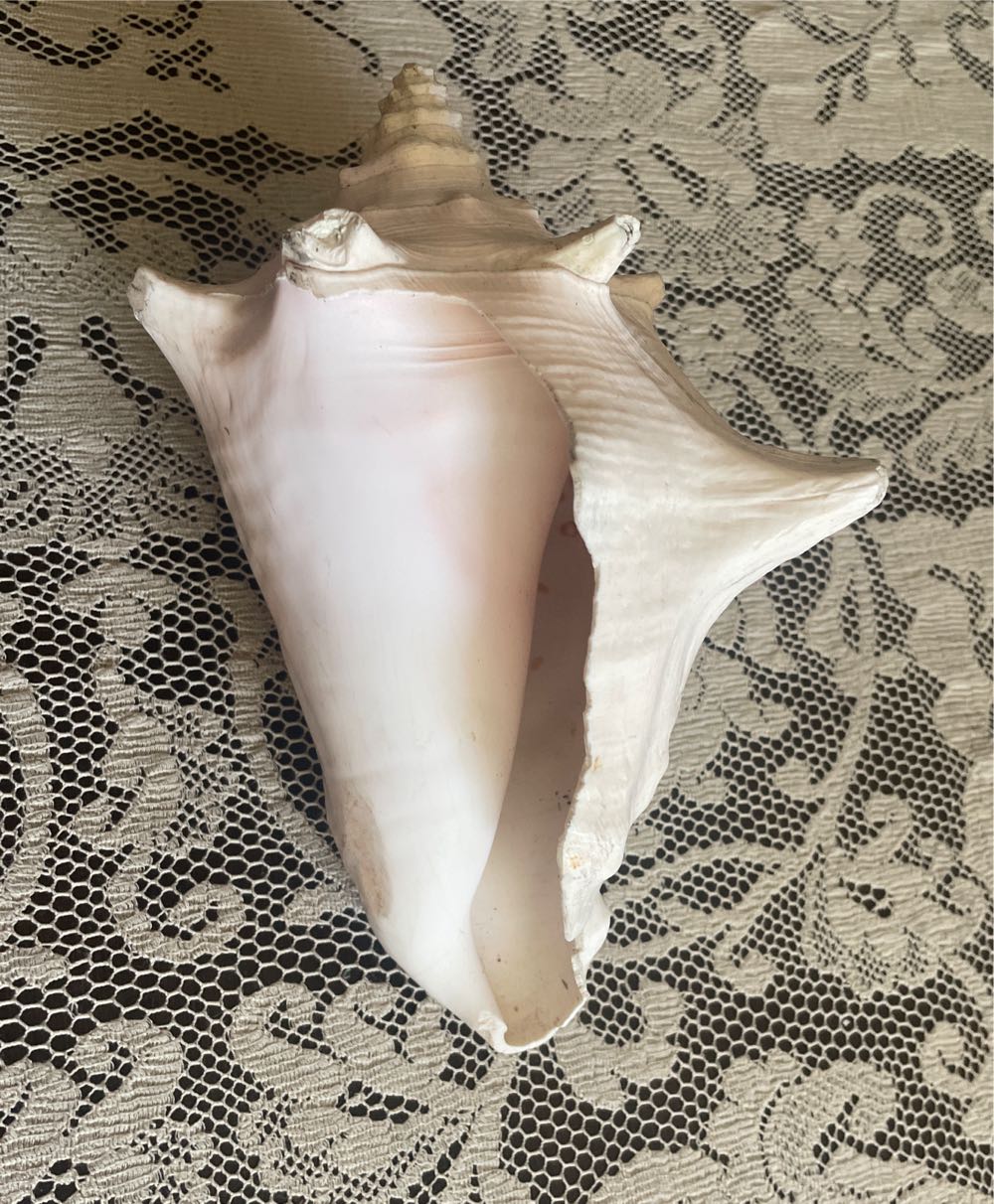 Conch Shell  art collectible - Main Image 3