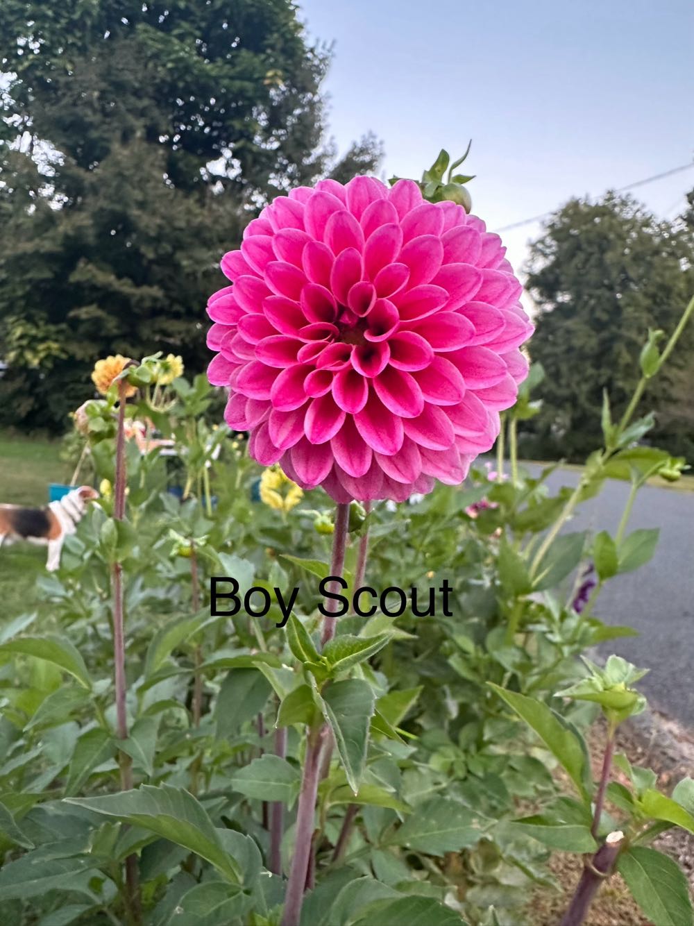 Sims Cow Plant Sticker