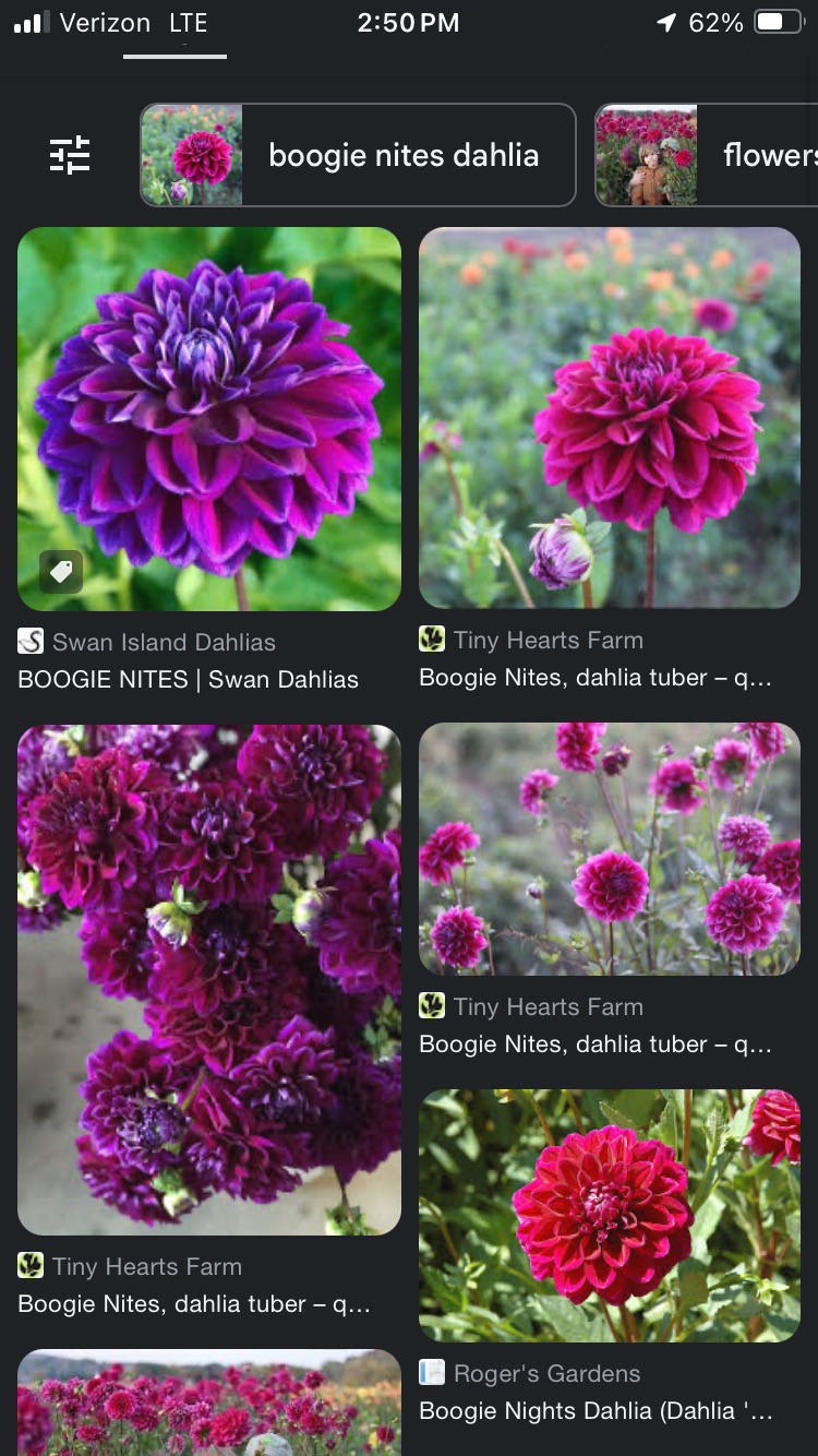 Boogie Nites - D&D Blooms art collectible - Main Image 2