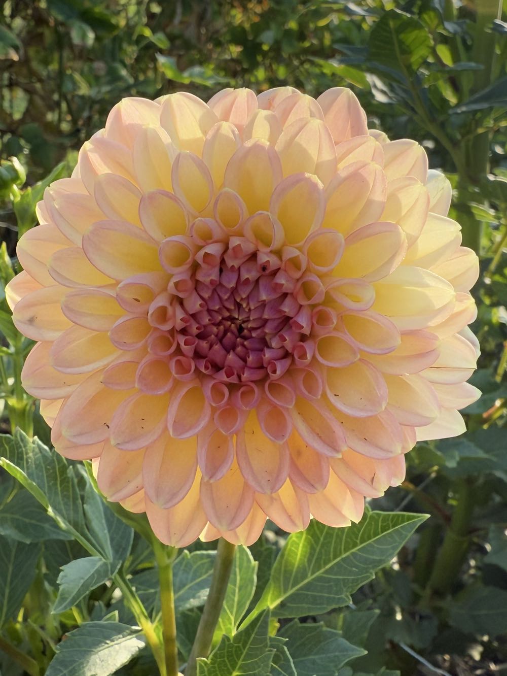 Crichton Honey - TLC Flowers on Upton Road art collectible - Main Image 2