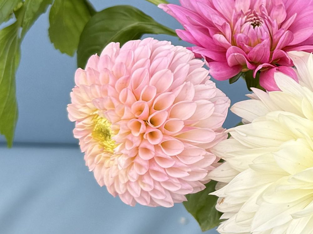 Camano Zoe - TLC Flowers on Upton Road art collectible - Main Image 2