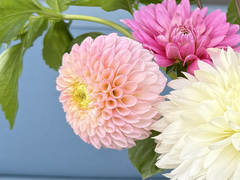 Camano Zoe - TLC Flowers on Upton Road art collectible - Main Image 3