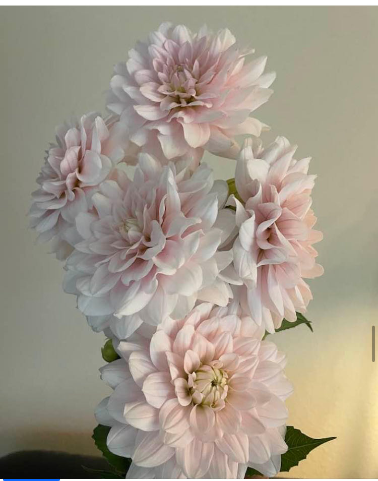 Folkart 2945 Multisurface Camel