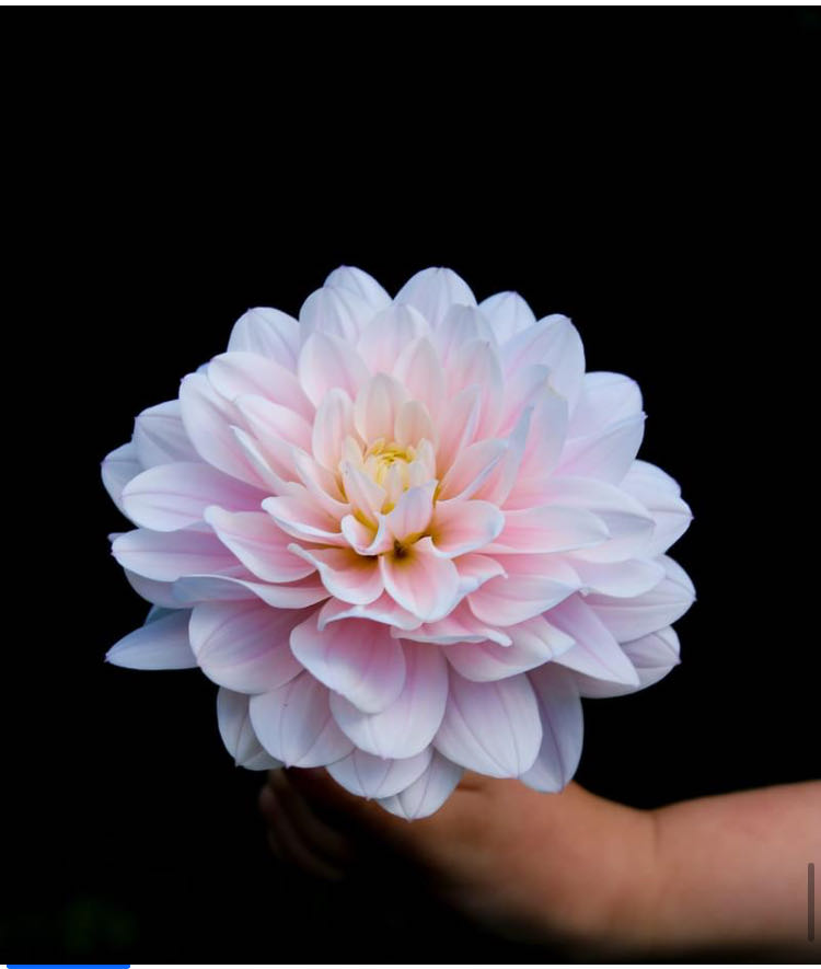 Silver Years* - TLC Flowers on Upton Road art collectible - Main Image 2