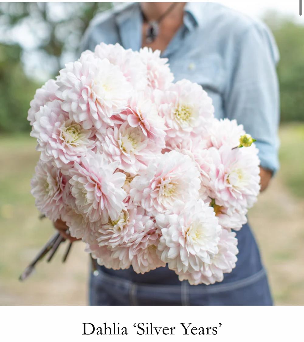 Silver Years* - TLC Flowers on Upton Road art collectible - Main Image 3