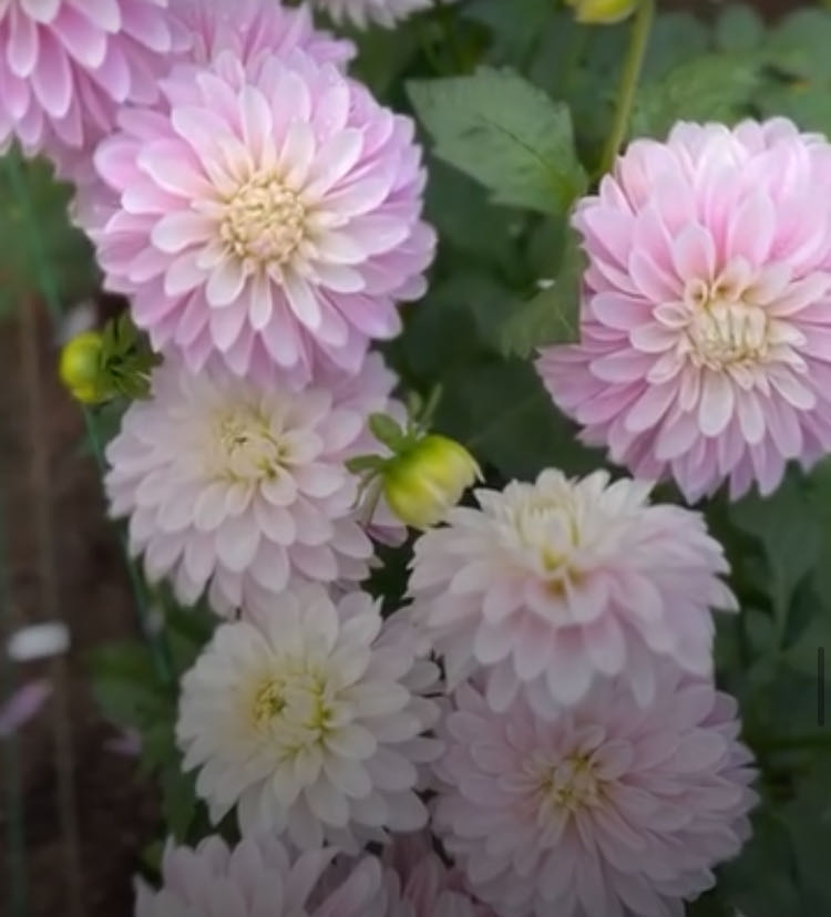 Mr. Sketch Scented Markers Stocking Stuffers For Kids Chisel Tip Marker Assorted Colors 12 Count