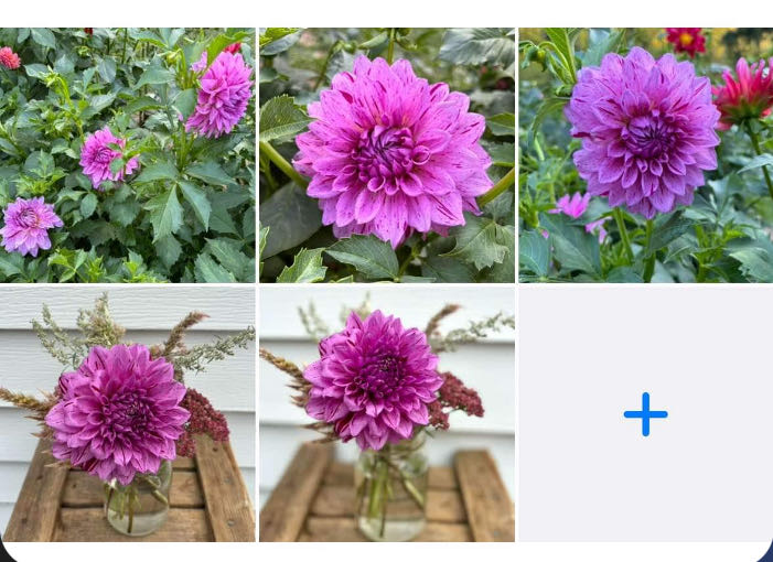 Anita’s Jade Green