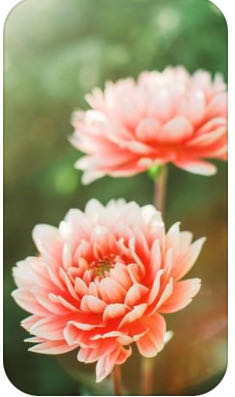 Kandahar Blu-ray Dvd Digital