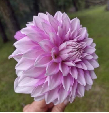 Nature Morte (Still Life)