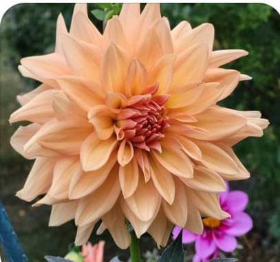 Noahs Ark Piggy Bank Resin 