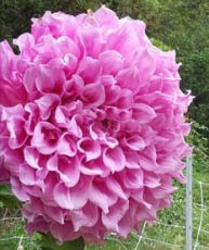 The Empire Strikes Back