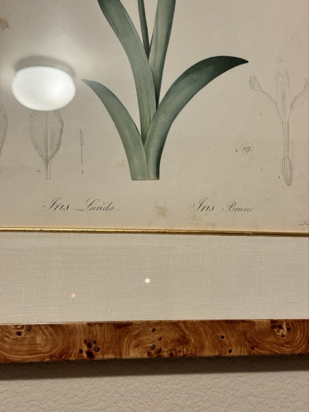 Judy’s Redouté Iris Lurida - PIERRE JOSEPH REDOUTÉ (1759-1840) art collectible - Main Image 2