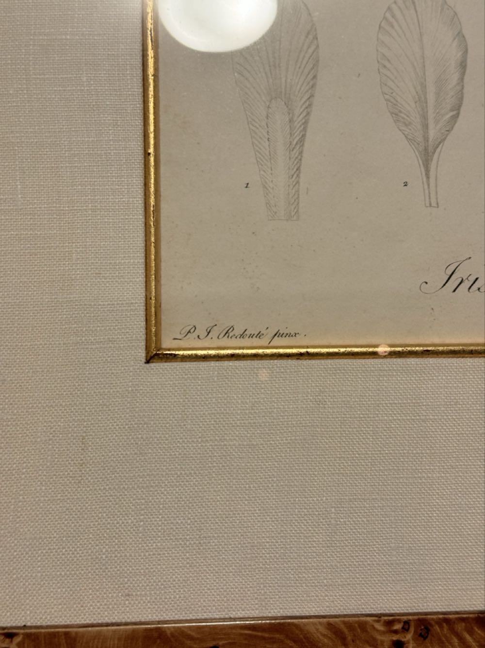 Judy’s Redouté Iris Lurida - PIERRE JOSEPH REDOUTÉ (1759-1840) art collectible - Main Image 3