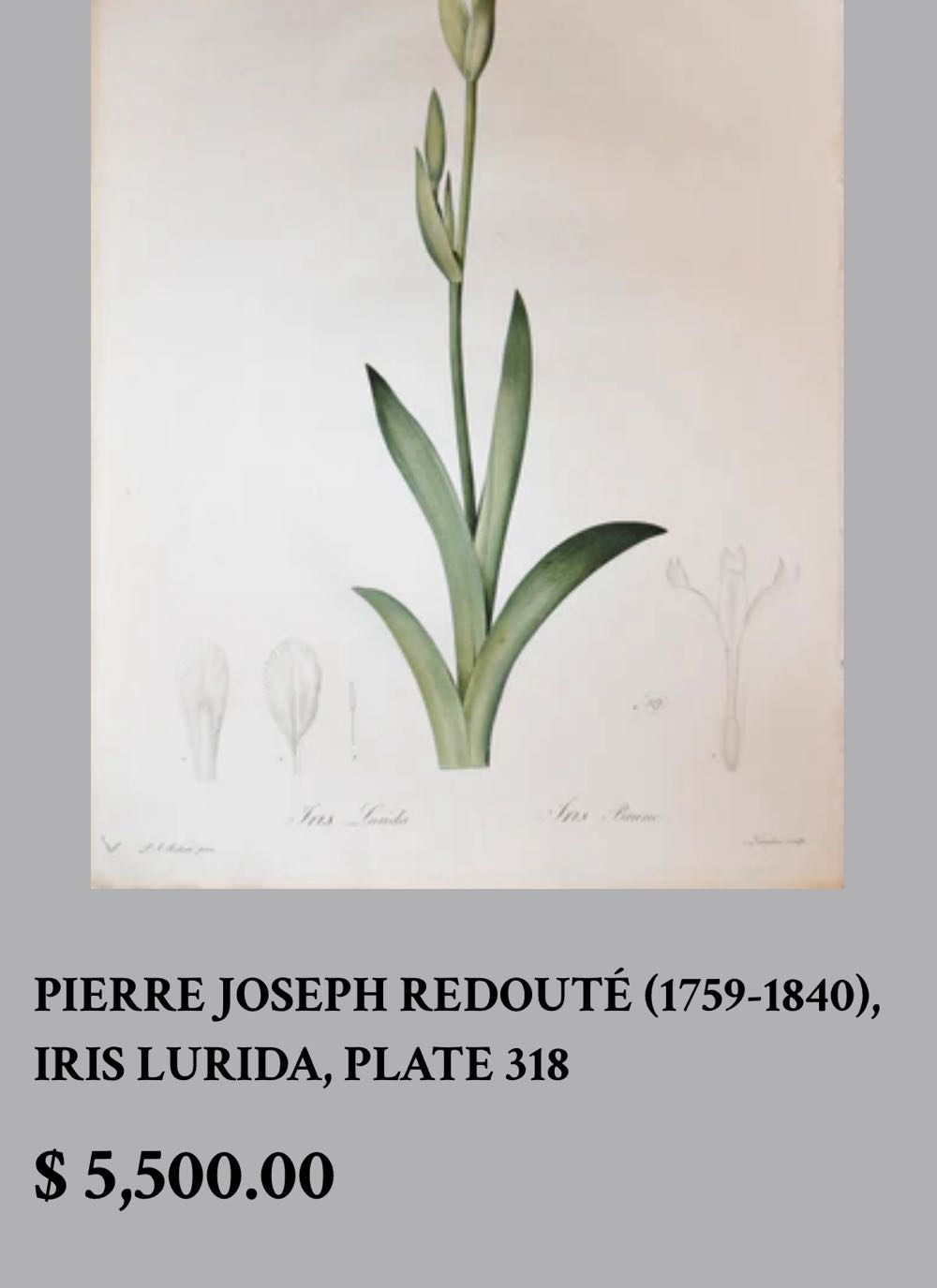 Judy’s Redouté Iris Lurida - PIERRE JOSEPH REDOUTÉ (1759-1840) art collectible - Main Image 4