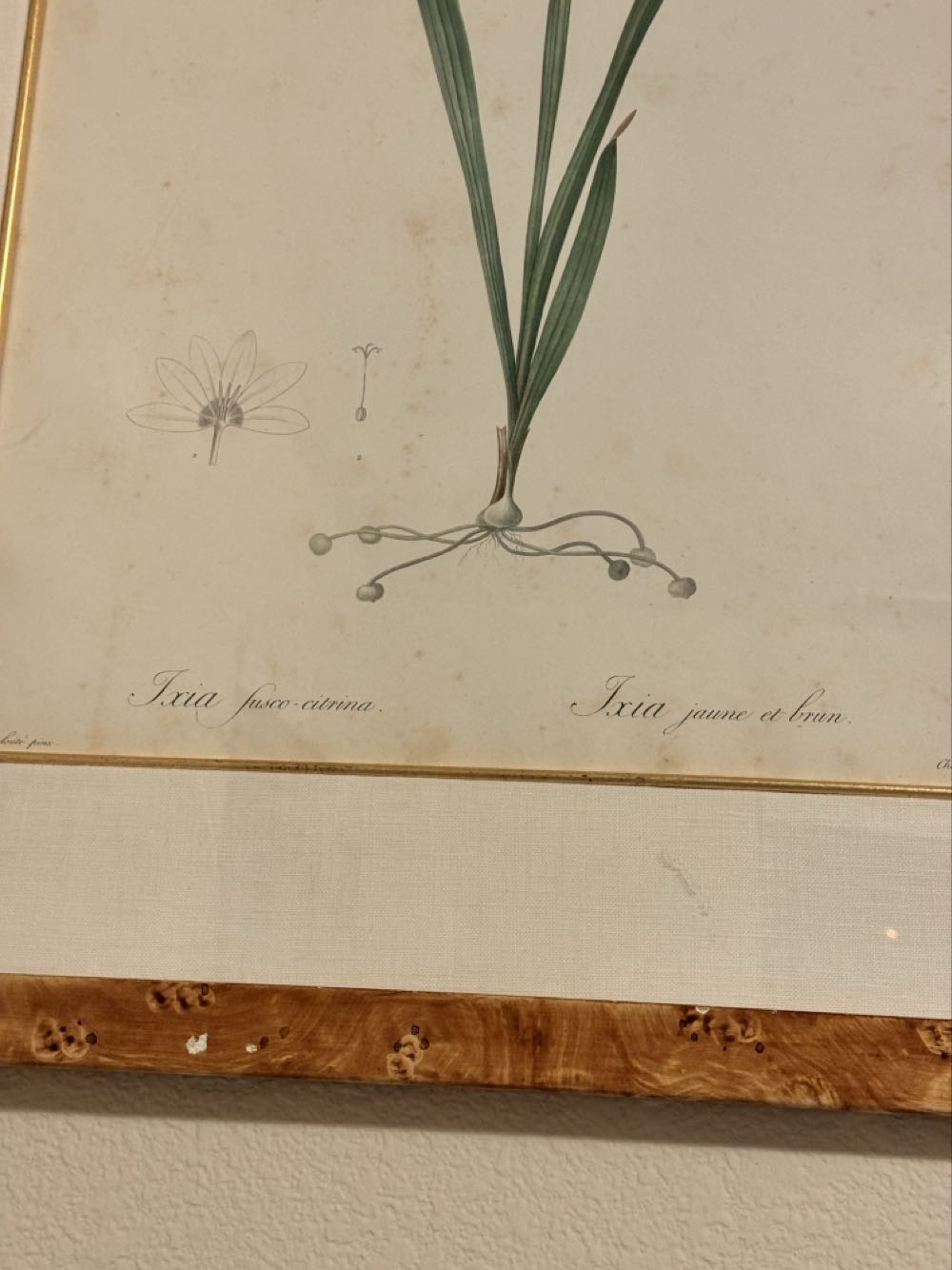 Judy’s Redouté  Ixia fusco-citrina - Pierre-Joseph Redouté (1759-1840) art collectible - Main Image 2
