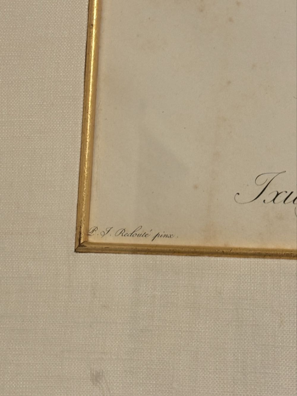 Judy’s Redouté  Ixia fusco-citrina - Pierre-Joseph Redouté (1759-1840) art collectible - Main Image 3