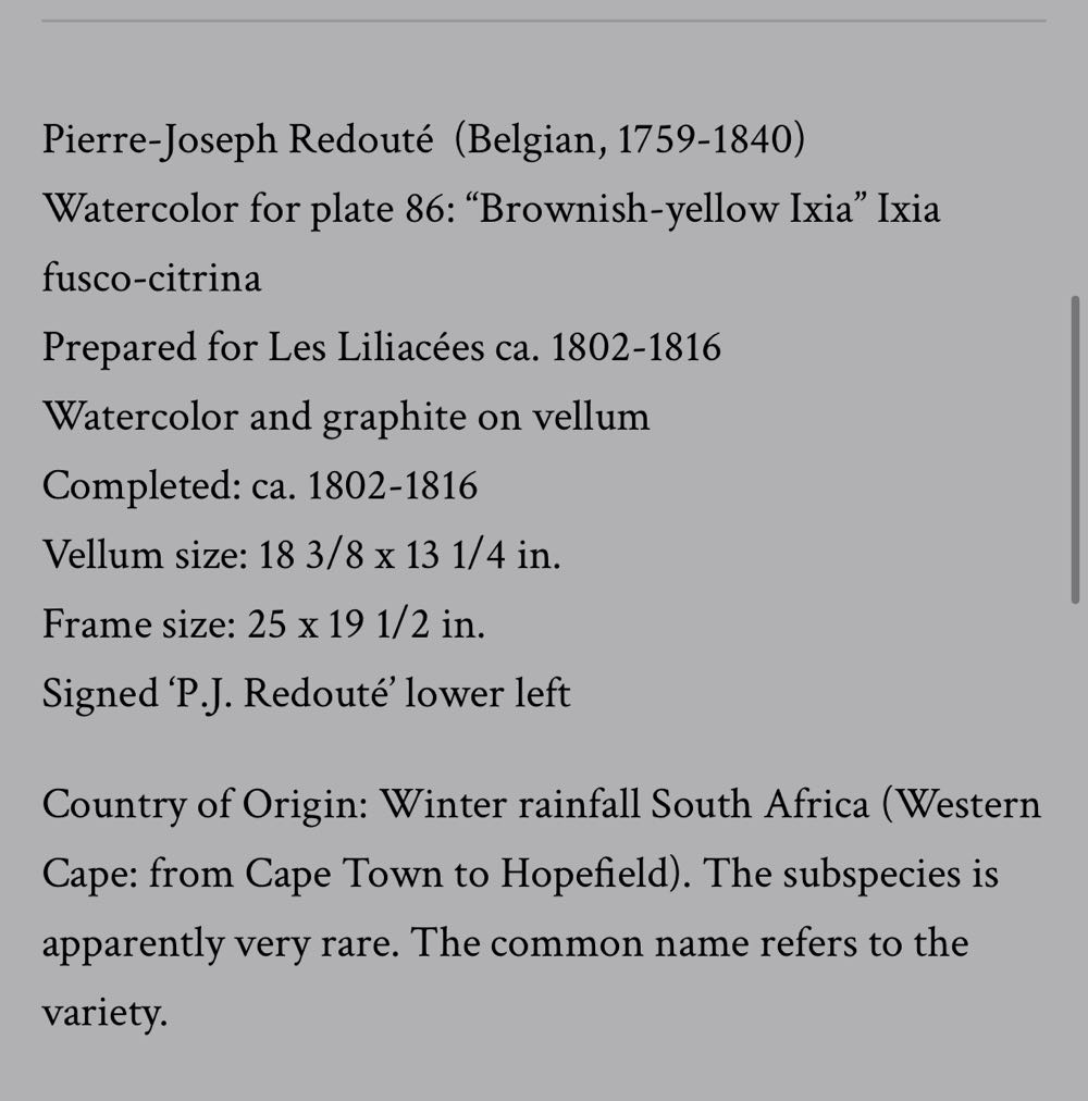 Judy’s Redouté  Ixia fusco-citrina - Pierre-Joseph Redouté (1759-1840) art collectible - Main Image 4