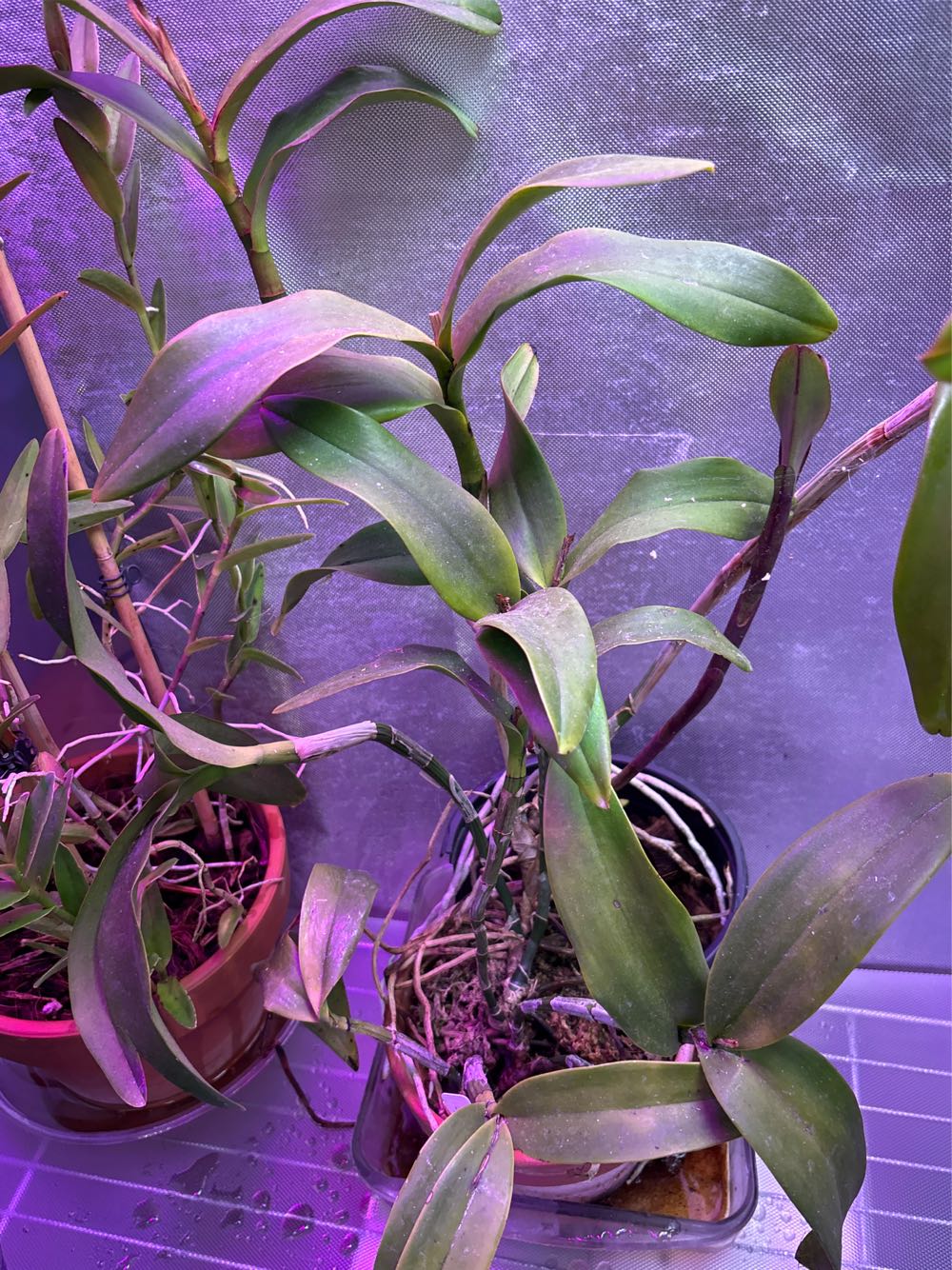 Heavy Body Acrylics By Golden Coarse Alumina 4 Fl. Oz. Jar Professional Acrylic Paint