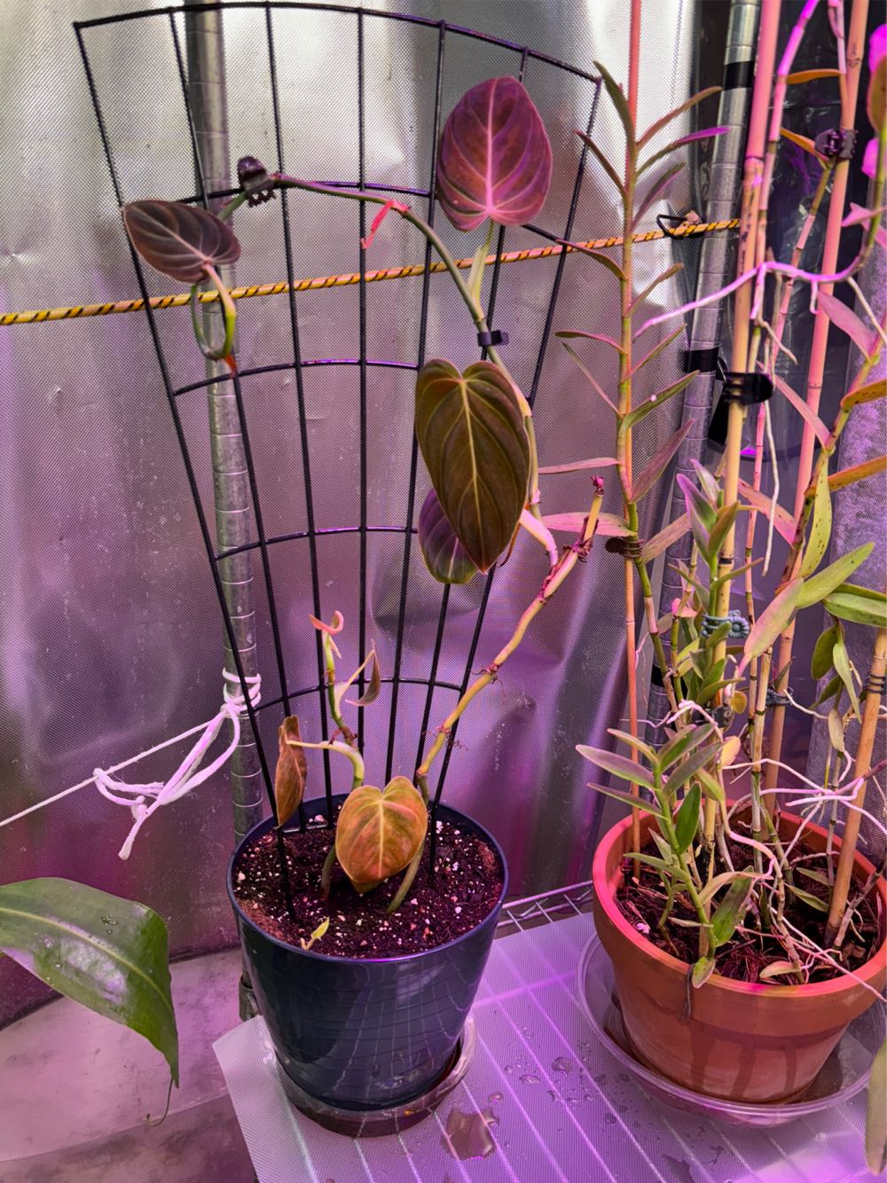 Gamblin Oil Sap Green 37ml