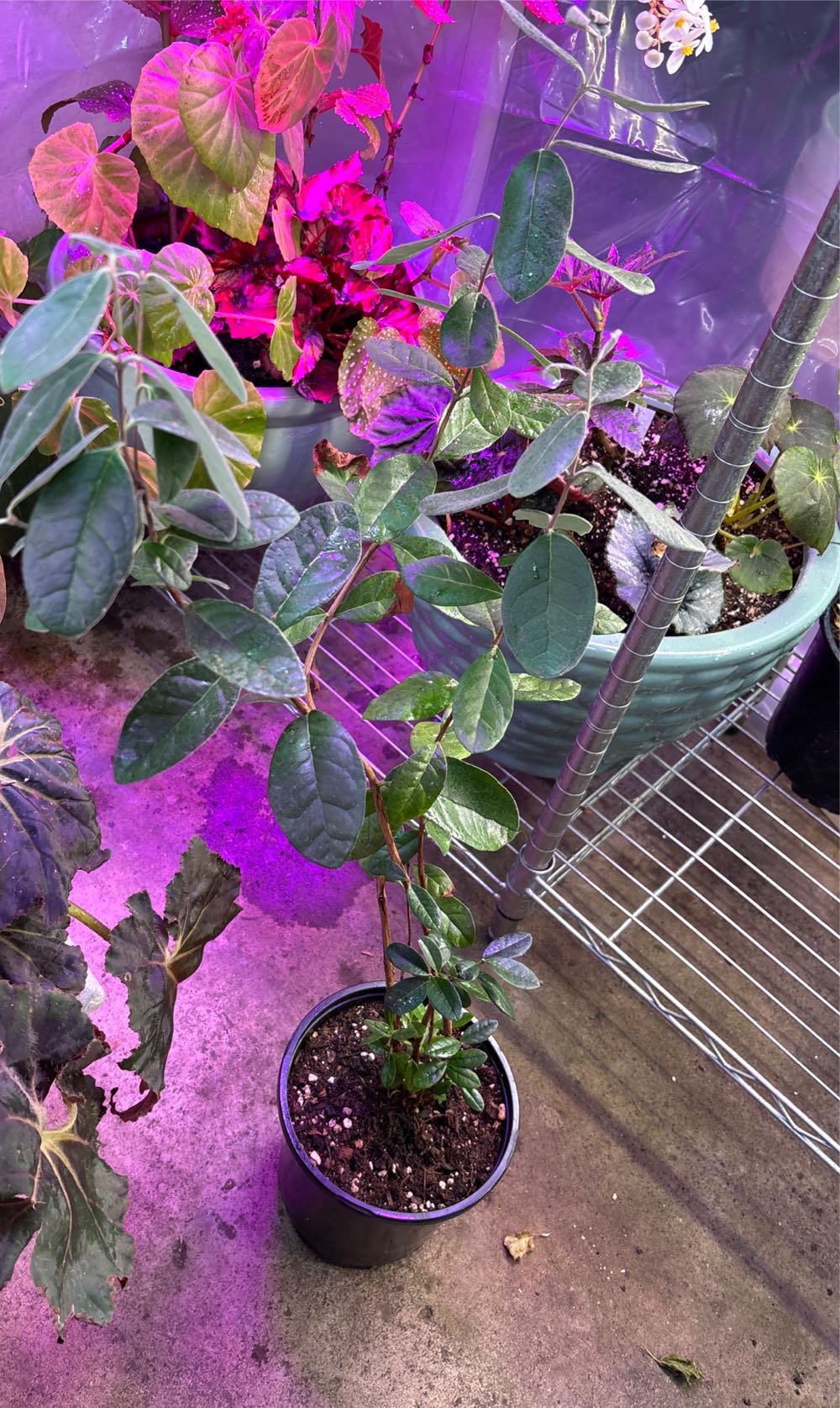 Sailor Moon Photo Album