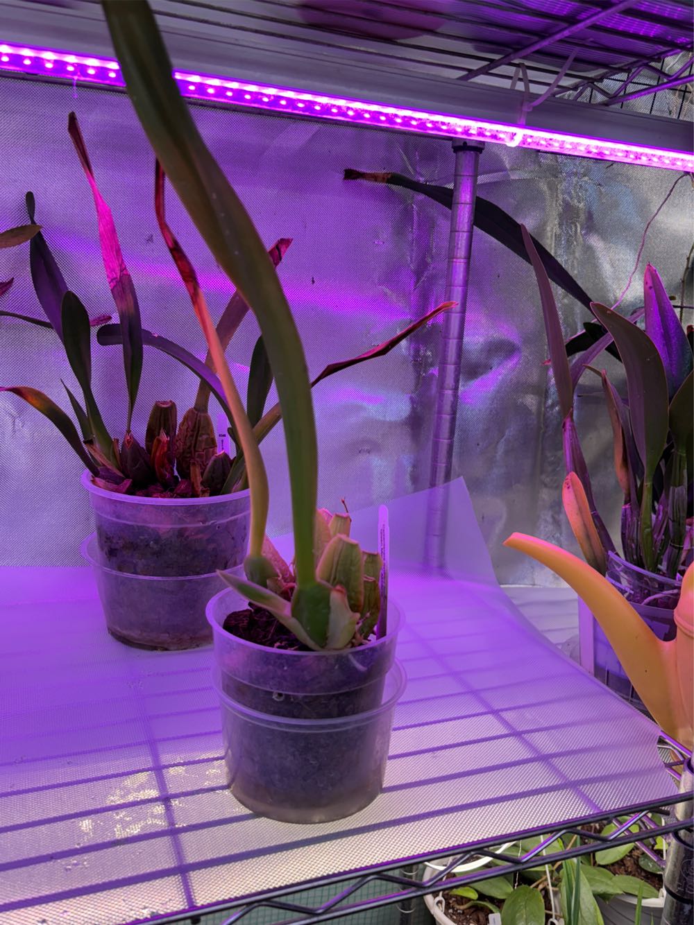 Sex Addiction As Affect Dysregulation: A Neurobiologically Informed Holistic Treatment Norton Series On Interpersonal Neurobiology