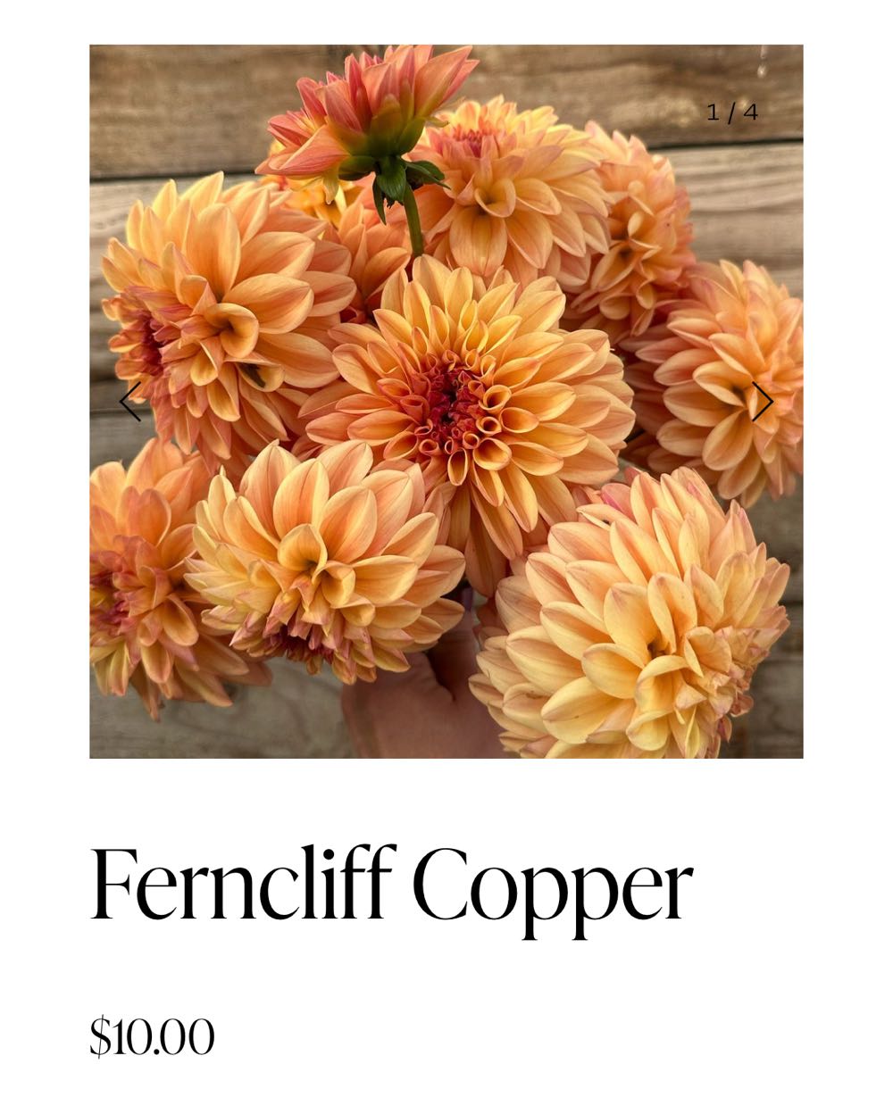 Ferncliff Copper - D&D Blooms art collectible - Main Image 2