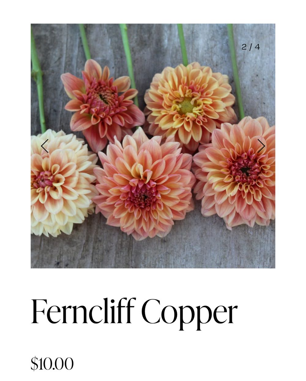 Ferncliff Copper - D&D Blooms art collectible - Main Image 3